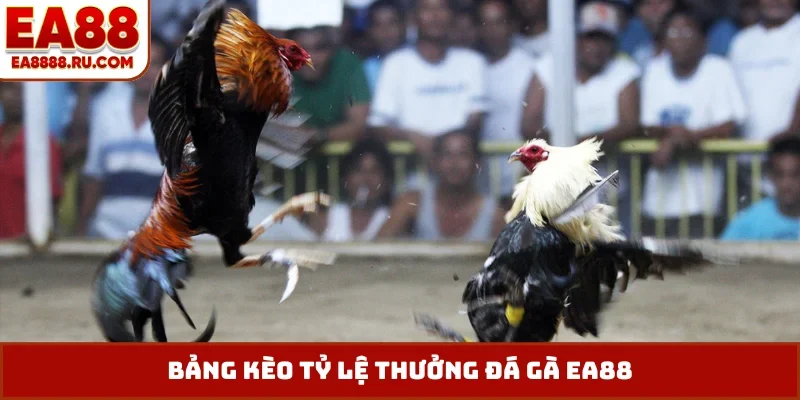 Bảng kèo tỷ lệ thưởng đá gà EA88