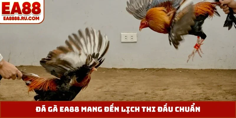 Đá gà EA88 mang đến lịch thi đấu chuẩn